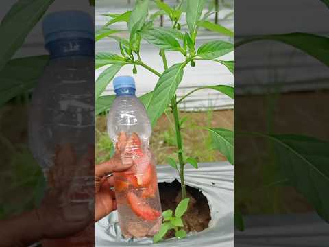 New Best Organic Liquid Fertilizer For Plant| Homemade Free Fertilizers