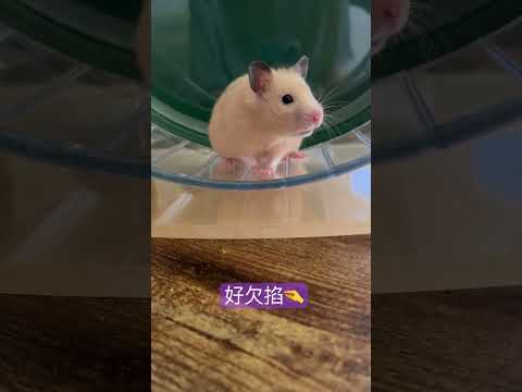 可愛倉鼠🐹黃金鼠，小可愛玩滾輪超Cu 😍😍😍