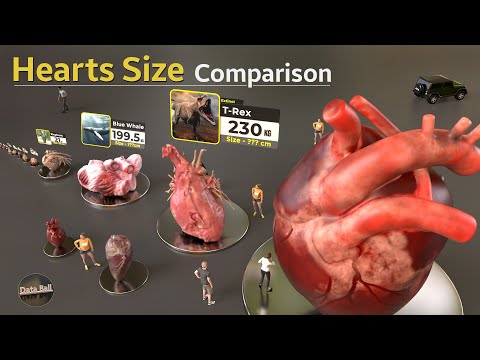 Heart Size Comparison | Animal hearts size | Monster characters Heart Size