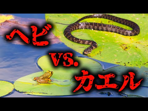 【解説】ヘビとカエルの闘い：この先生きのこるには【 進化論 / 科学 / ゲーム理論 】