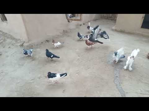 Home breeding pigeon setup// bacchon wale kabutar//Israeli Racer kabootar#shorts #kabootar #funny