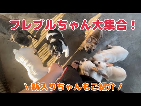 【フレンチブルドッグ】　天気が良かったので運動場でフレブルちゃんたちを遊ばせました！☀️🐶　新入りのフレブルちゃんも登場します🩷