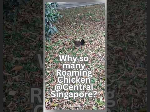 新加坡（尤其中央地带）是不是到处能见到鸡？Roaming Chicken Scene in Central Singapore #singapore #chicken #roamingaround