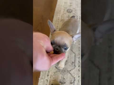 Frenchie puppy gets a spark of energy... #puppy #yourdog #dog #frenchbulldog #frenchie #puppylove