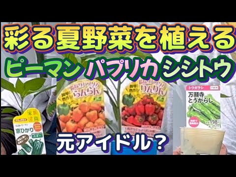 【家庭菜園でピーマン、パプリカ、しし唐辛子栽培】いろんな料理に使える夏野菜！植え付け時のワンポイントお伝え！