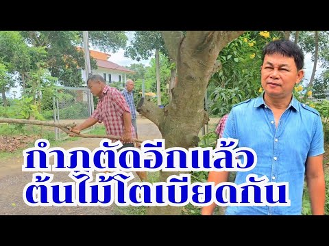 ถึงคราวต้องเลือก ต้นไม้โตเบียดกัน #บ้านสวนกำภูEp1142