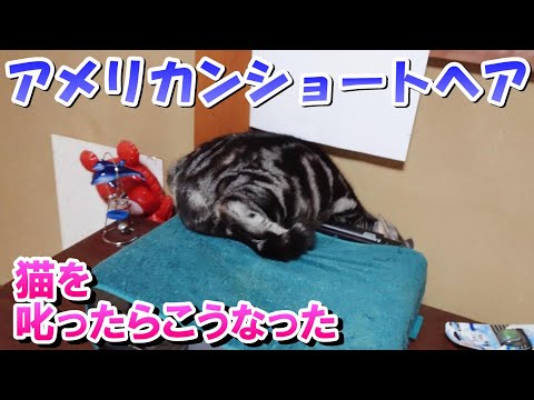 猫を叱ったらこうなった（アメリカンショートヘア）