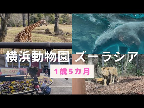 横浜動物園ズーラシアに行ったよ🐆🐻‍❄️🦁【1歳5カ月】