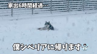 我が家に大雪が降った日…全く家に帰ってこなくなったハスキーがヤバすぎました