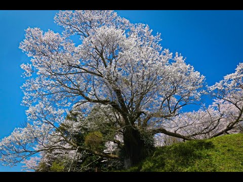 佛隆寺の千年桜 2024.04.10