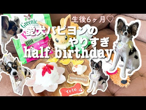 [ birthday vlog ] Celebrating 6 months since my dog's half-birthday