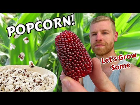 Growing Popcorn From START TO FINISH & 100K Subscriber Thank you!