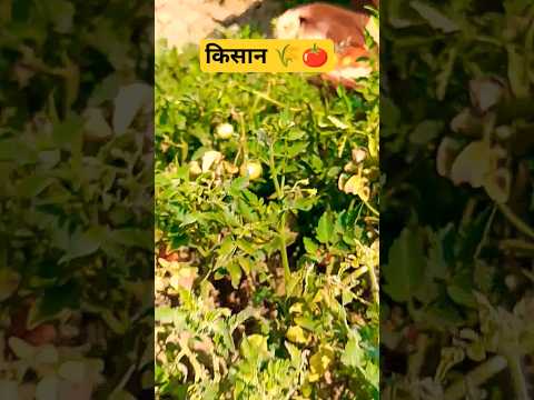 टमाटर की खेती। किसान भाई,#shortsviral #trendingshorts #farmar #kisan #agriculture #kheti #shetkari