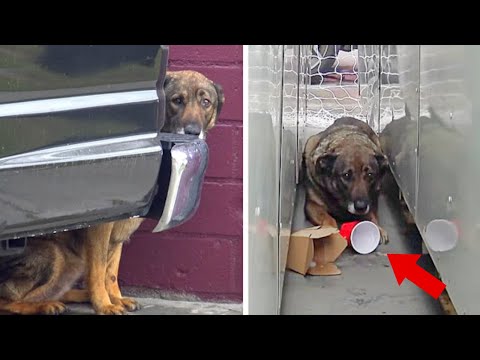 A Frightened And Mistreated Stray Dog Weeps Every Time Someone Comes Near, Revealing Profound Emotio