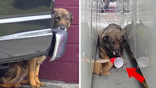 A Frightened And Mistreated Stray Dog Weeps Every Time Someone Comes Near, Revealing Profound Emotio