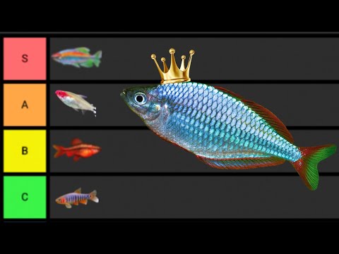 Ranking The BEST Schooling Fish