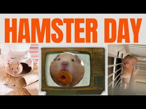 Peeping at a hamster for a day