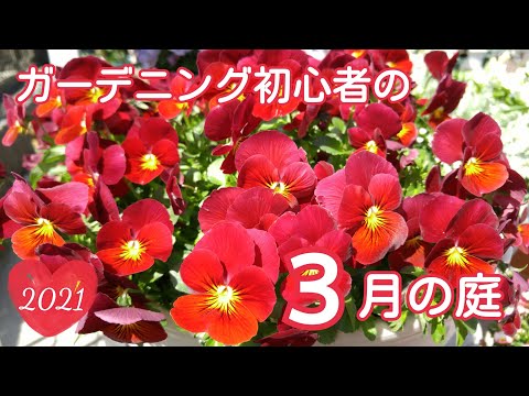 ガーデニング初心者の自己紹介♪バラが芽吹いてきた♥