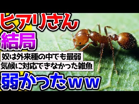 【2ch動物スレ】日本に侵略した「ヒアリさん」結局弱かったなｗｗ→日本の気候に耐えられなかったのか？ #昆虫 #生き物