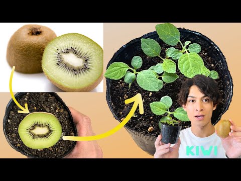 How to glow kiwi the easy way