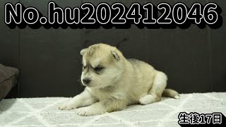 シベリアンハスキーの子犬販売 No.hu202412046 静岡県浜松市のブリーダー 2024年12月4日生 12月21日現在