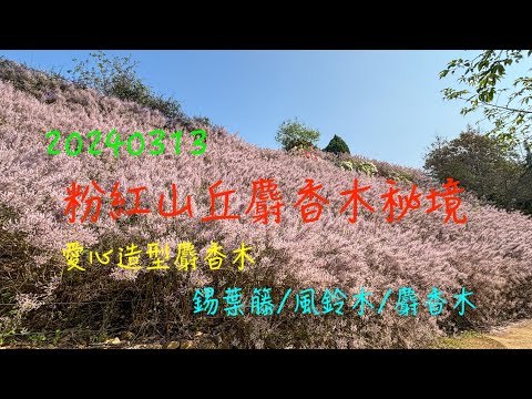 萬ㄟeye台灣20240313粉紅山丘麝香木秘境   4K