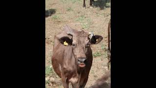 Cowvideo 🤣 😱 comedy funny 🤣 #cow #funnypics #funnyimages #funny #comedypics #comedy #funnypictur