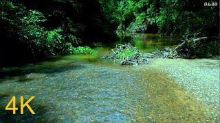 Best Sounds of Nature, Melodic Birds Chirping, Forest Stream, Nature Sounds