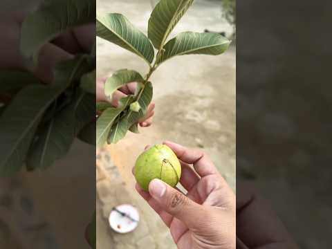 Amazing fresh Guava fruit 🍋‍🟩 #shorts