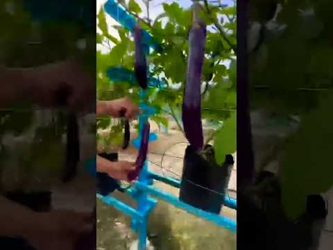 Eggplant Purple Harvesting - Farming Life #eggplant #growing #agriculture #shorts