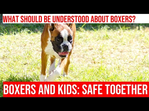 Building a Safe Relationship Between Boxers and Kids