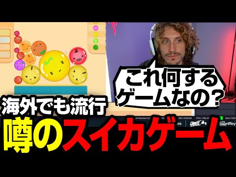 Phonyがスイカ風ゲームをする様子を見守るNiceWigg【まとめぺくす/Apex翻訳】