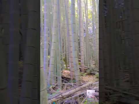 Takeo Shrine with a  3,000 years old tree with a shrine inside. #travel #japan #saga #shorts