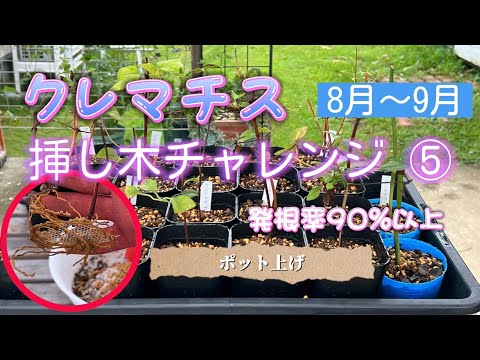 クレマチス挿木チャレンジ⑤💠発根率90%以上‼️ポット上げ