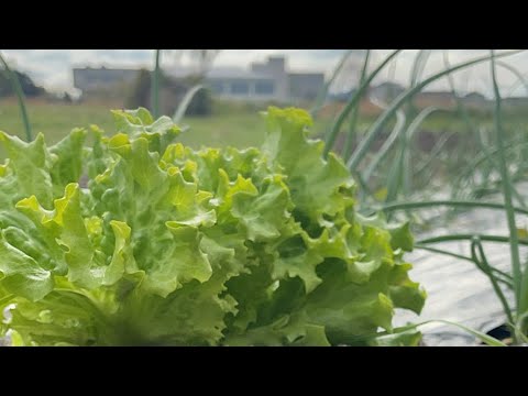 スキマジカン！なかがわ野菊の里【無農薬栽培で伝統農業を楽しむ】 がライブ配信中！