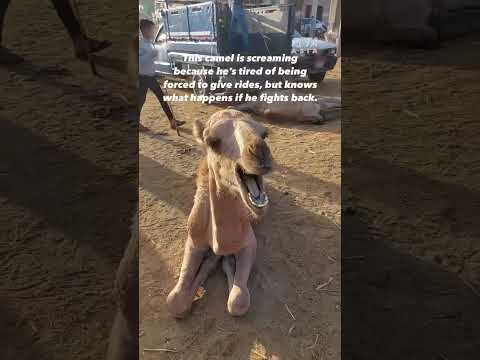 This camel’s cries are devastating 💔