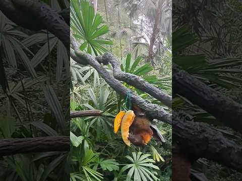 What do flying fox love to eat ?