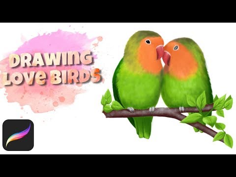 Drawing Love Birds in Procreate (iPad Pro and Apple Pencil)