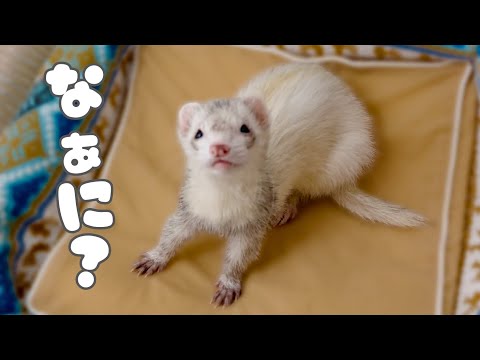 フェレットの閉じ込め？安眠妨害？【ferret#1733】