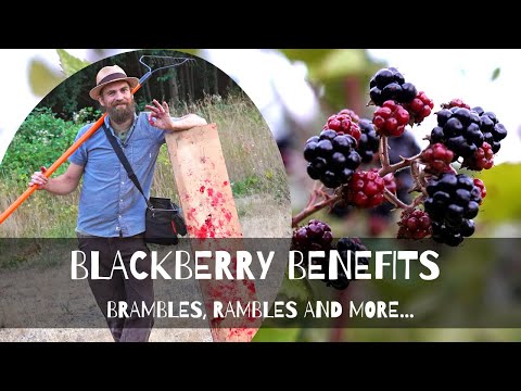 Blackberry Benefits | Brambles, Rambles, and more...