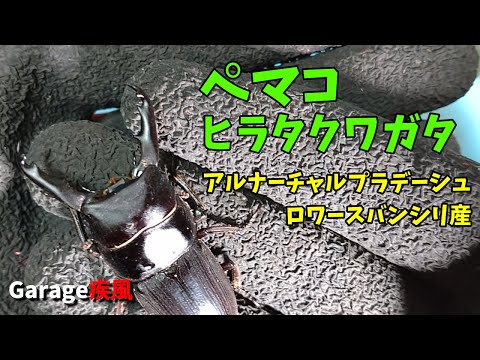 ペマコヒラタクワガタ羽化　レア種　顎の形状が良いよね！　#クワガタ