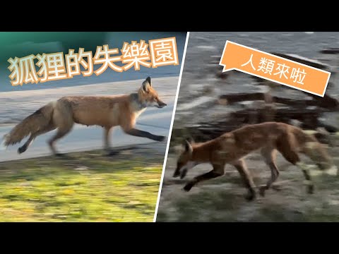 在工地土堆上玩耍的白尾狐狸——狐狸的失樂園 Vlog 20240831 #狐狸 #fox #vlog