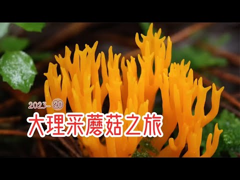 大理采蘑菇2：五颜六色的蘑菇颜值好高啊！