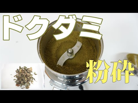 【ドクダミ粉末】ドクダミを粉砕（コナッピー）