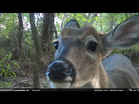 Moultrie Mobile Edge 2 Pro Trail Camera Review