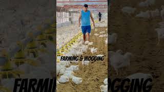 #chicken #broilerchickenfarming #birdsounds #poultryfarmers #brooder #poultrykeeping #poultryfarm