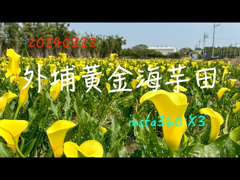 萬ㄟeye台灣20240322外埔黃金海芋田   4K