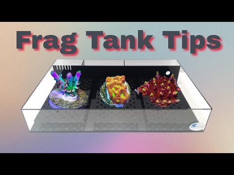 Frag Tank Tips - Coral Quarantine Tank Setup - The Low Cost and High Cost Easy Way