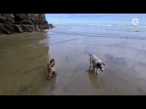 A DAY AT THE BEACH WITH PAWFRIENDS