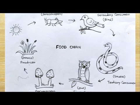 Food chain science project easy idea | Food Chain System easy drawing | How to draw food chain